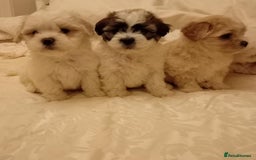 Cavachon dogs for sale: Cavachon puppies  - Image 6