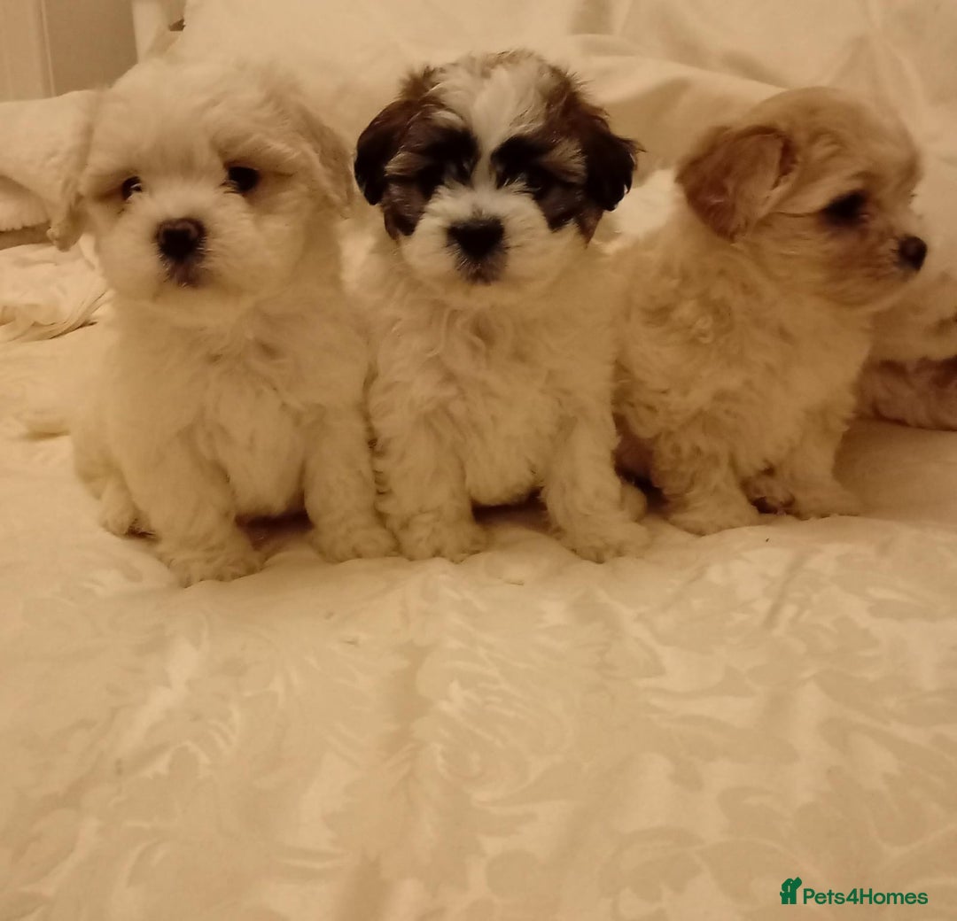 Cavachon dogs for sale: Cavachon puppies  - Image 6