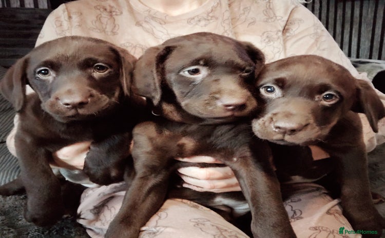 Labrador Retriever dogs KC registered chocolate puppies  - Advert 3
