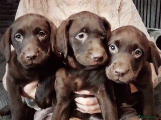 Labrador Retriever dogs KC registered chocolate puppies - Advert 9
