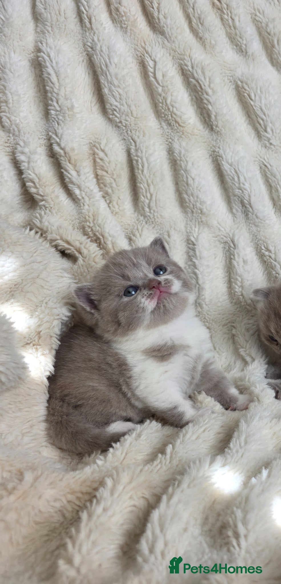 British Shorthair cats for sale: Outstanding quality British shorthair kittens  - Advert 11