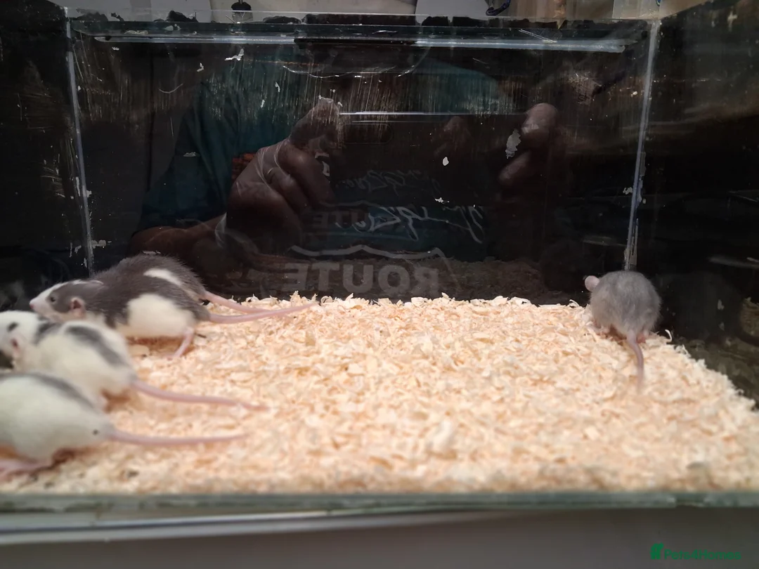 Rat rodents for sale: Baby Dumbo rats, natural, Rex , Nakeds - Advert 4