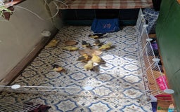 Ducks poultry for sale: 8 Muscovy ducklings  - Image 2