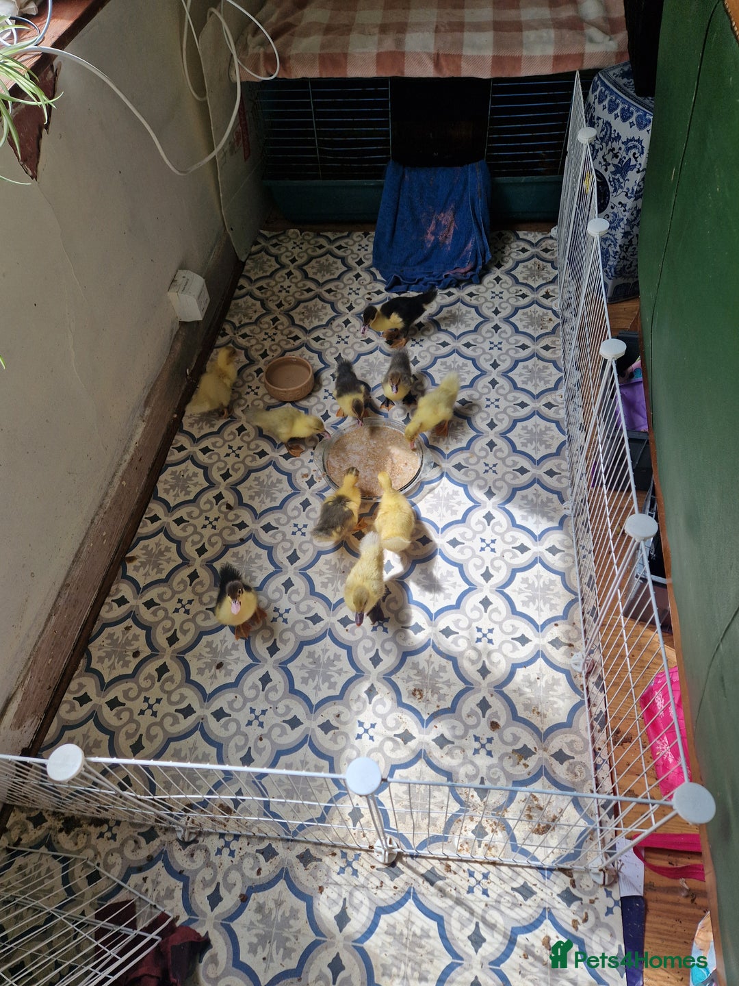 Ducks poultry for sale: 8 Muscovy ducklings  - Image 2