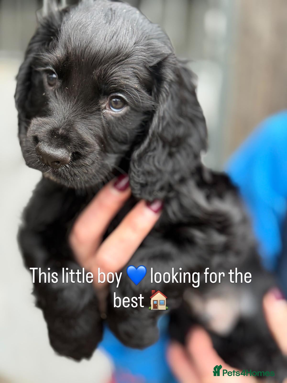 Cocker Spaniel dogs Scottish Working Cocker Spaniels  - Advert 6