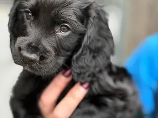 Cocker Spaniel dogs Scottish Working Cocker Spaniels - Advert 6