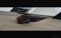 Mixed Breed cats for sale: Female kitten - Image 3