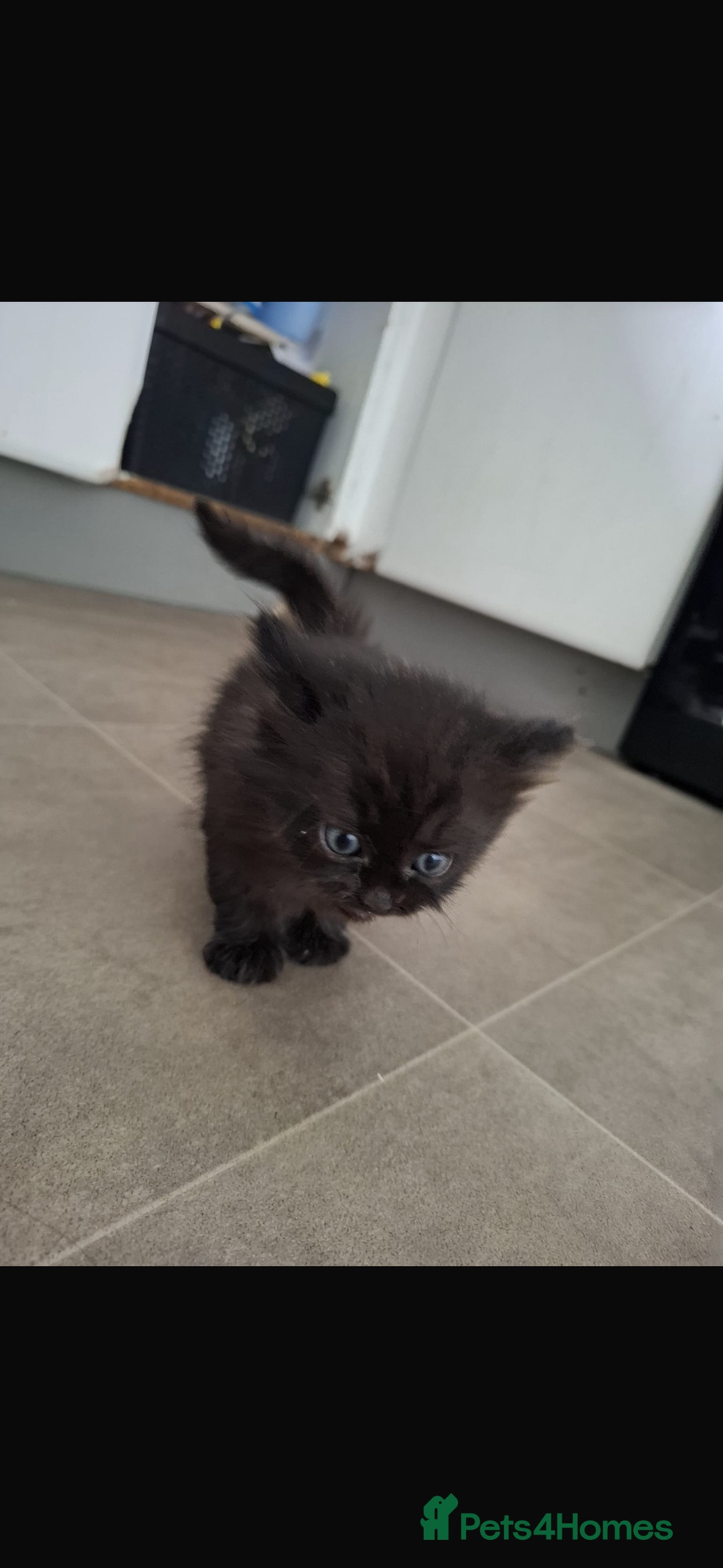 Mixed Breed cats for sale: Female kitten - Image 3