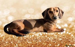 Miniature Dachshund dogs for sale: Male and female miniature dachshunds - Image 6
