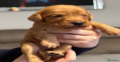 Cocker Spaniel dogs - Advert 3