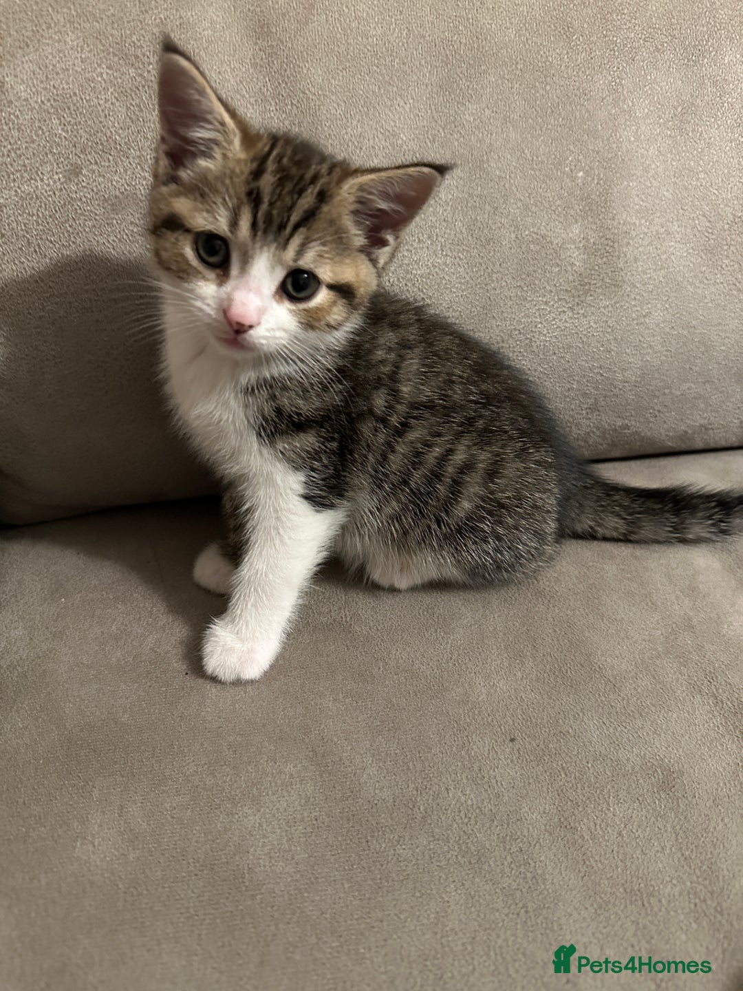 Domestic Shorthair cats for sale: 4 kittens  - Image 2