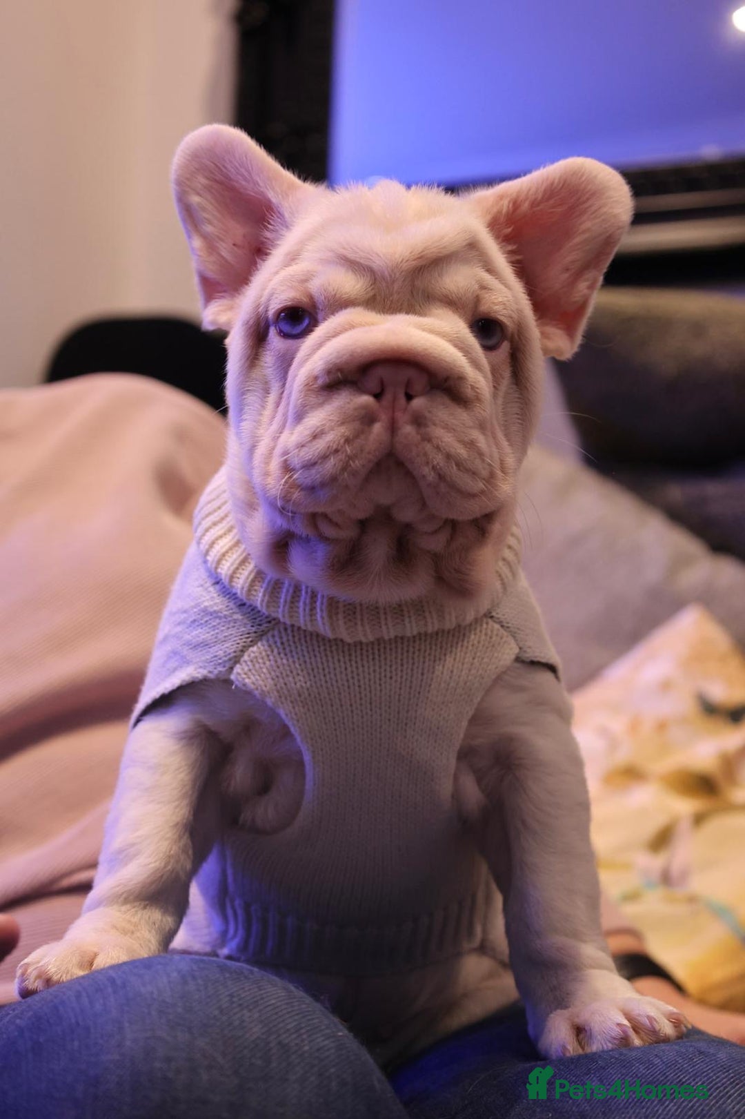 French Bulldog dogs for sale: Platinum Visual Pink French Bulldog Male - Advert 15