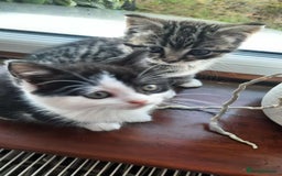 British Shorthair cats for sale: Unexpected Bundle of Joy - Image 2