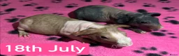 Guinea Pig rodents for sale: Skinny Pig Sows  - Advert 1