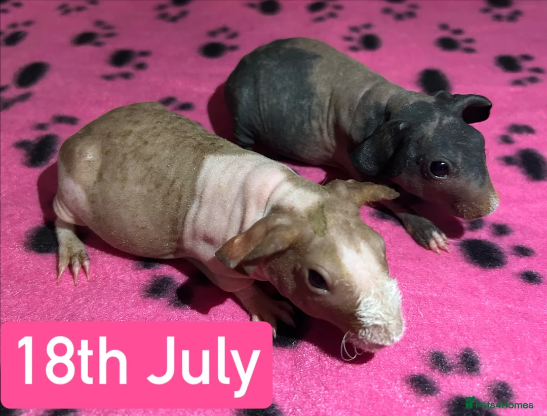 Guinea Pig rodents for sale: Skinny Pig Sows  - Advert 1