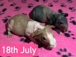 Guinea Pig rodents Skinny Pig Sows - Advert 1