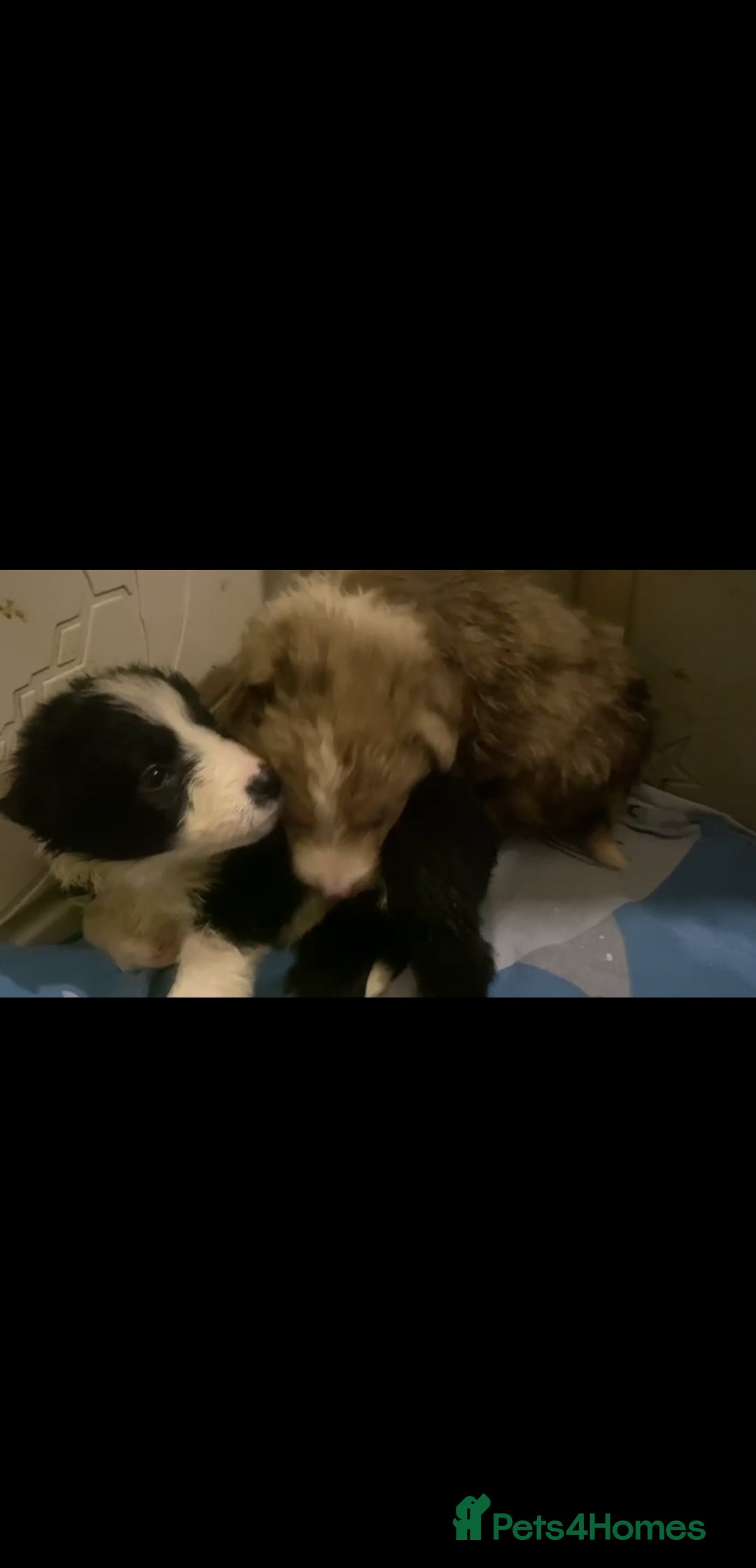 Border Collie dogs for sale: Ready to leave 24 December 2 girls left  - Advert 1