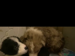 Border Collie dogs Ready to leave 24 December 2 girls left - Advert 1