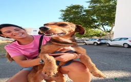 Mixed Breed dogs for adoption: Tiny Tupac - Image 1