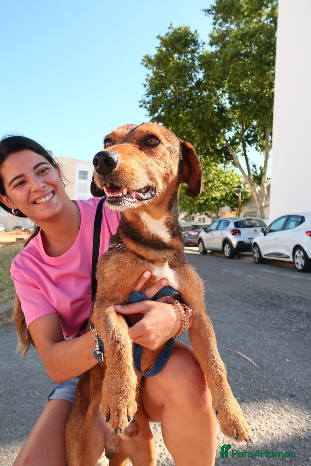 Mixed Breed dogs for adoption: Tiny Tupac - Image 1