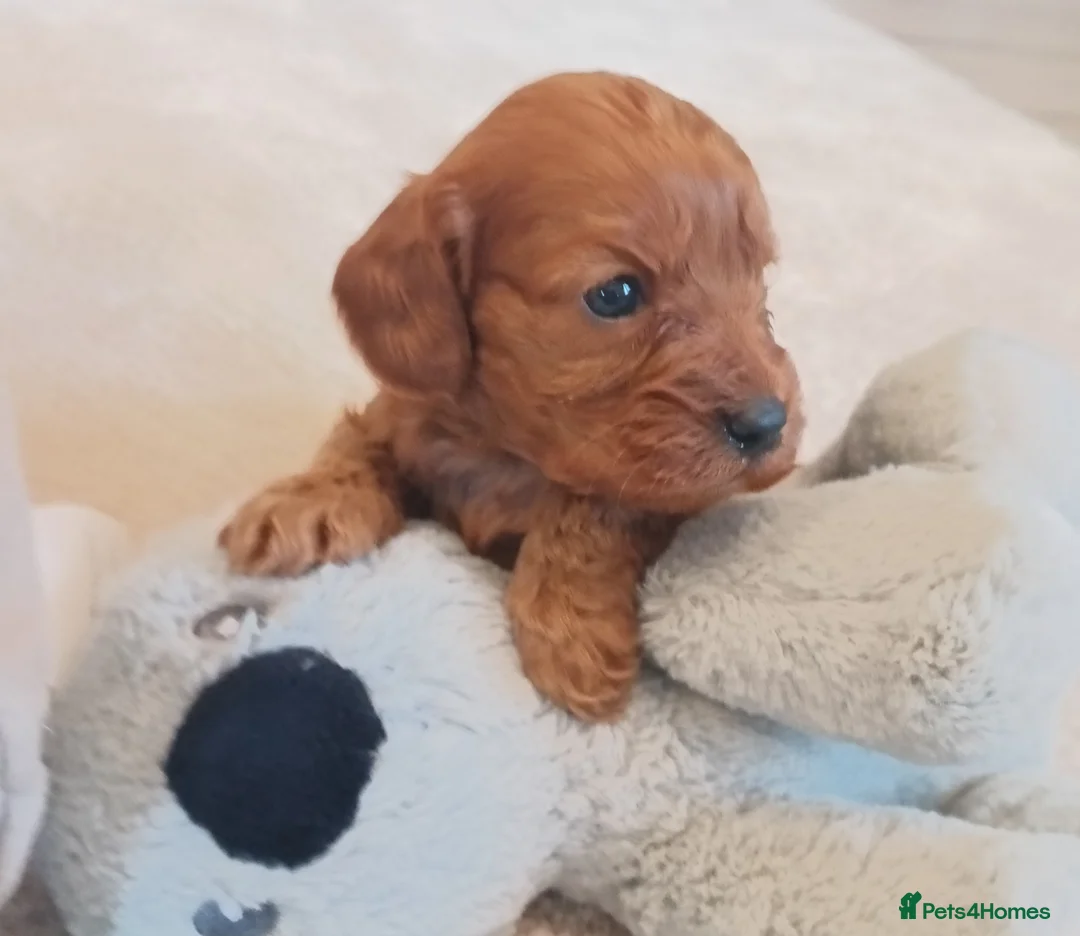 Cavapoo dogs for sale: Cavapoo puppies f1 FOX red girl, boy.  - Advert 2