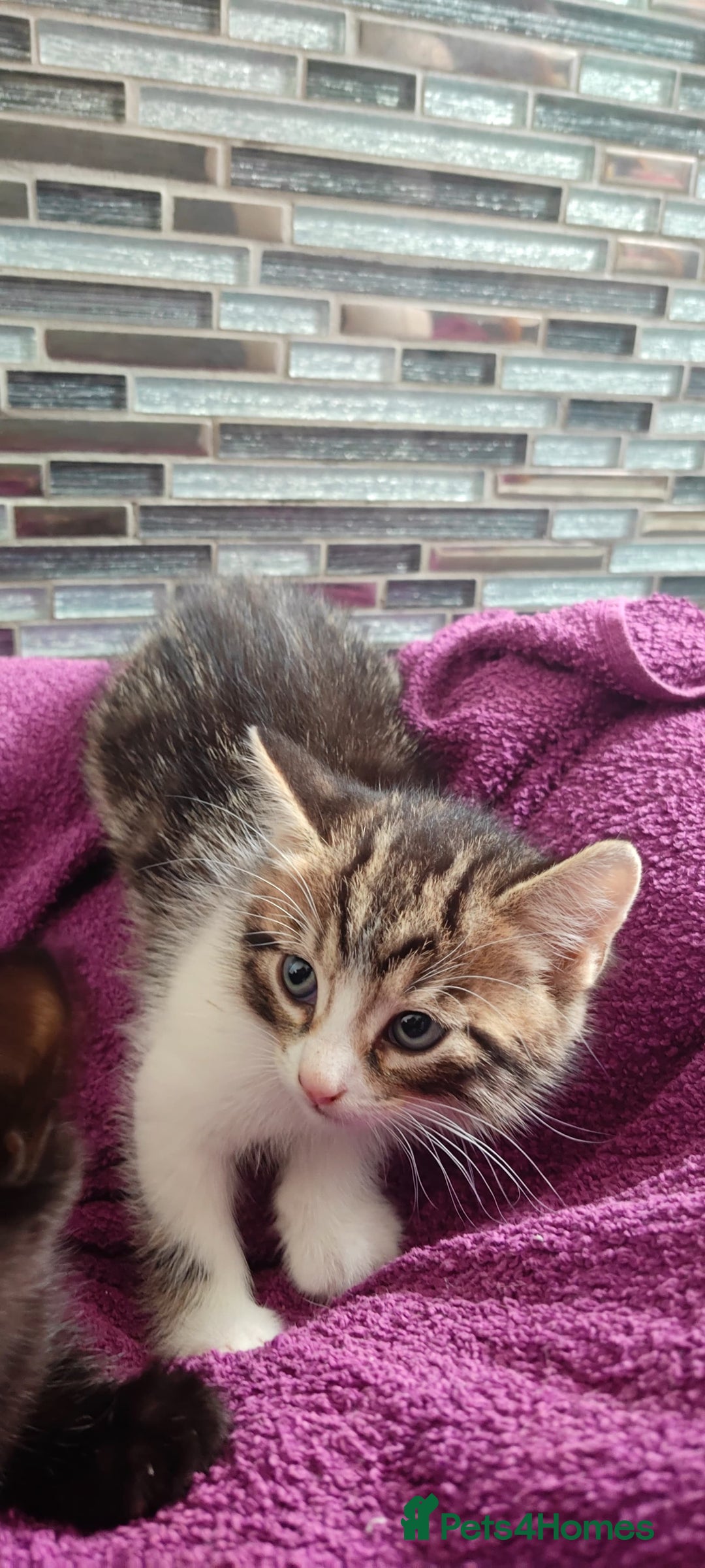 Mixed Breed cats for sale: Four nice kittens!!! - Image 5