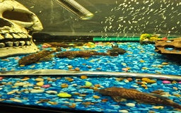 Plecos fish for sale: Plecos for sale - Image 3