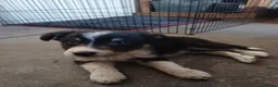 Border Collie dogs for sale: 9 week old Border Collie puppies - Advert 8