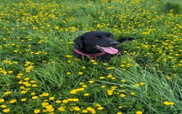 Labrador Retriever dogs for sale: 9 beautiful KC registered pedigree black lab pups - Image 8