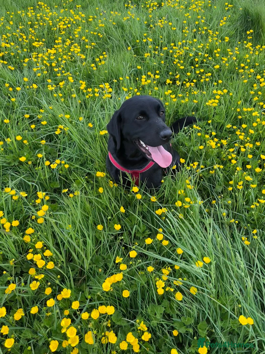 Labrador Retriever dogs for sale: 9 beautiful KC registered pedigree black lab pups - Image 8