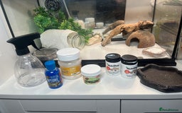 Leopard Gecko reptiles for sale: Leopard gecko and set up for sale - Image 6