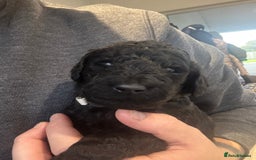 Standard Poodle dogs for sale: KC registered Poodles - Image 11