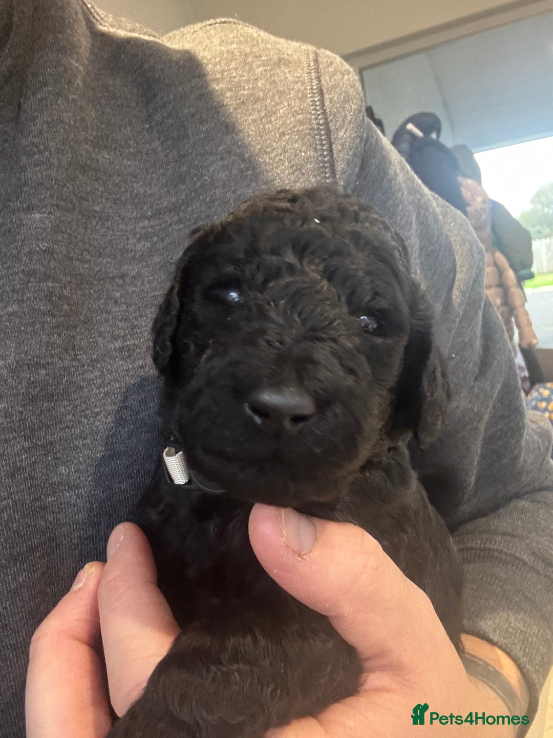 Standard Poodle dogs for sale: KC registered Poodles - Image 11