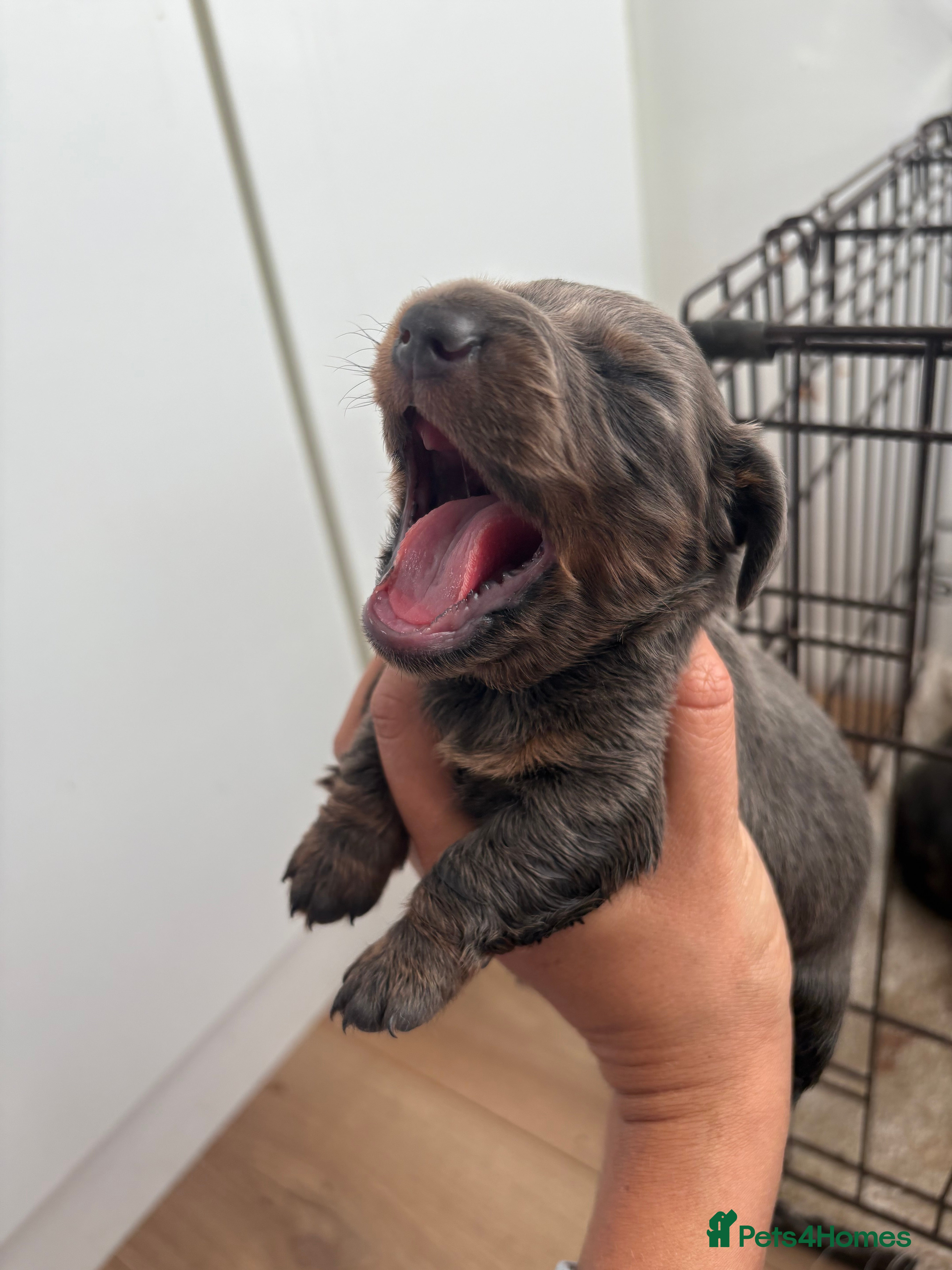 Miniature Dachshund dogs Three miniature sausage dogs, ready February 🩷 - Advert 7