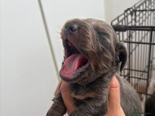 Miniature Dachshund dogs Three miniature sausage dogs, ready February 🩷 - Advert 9
