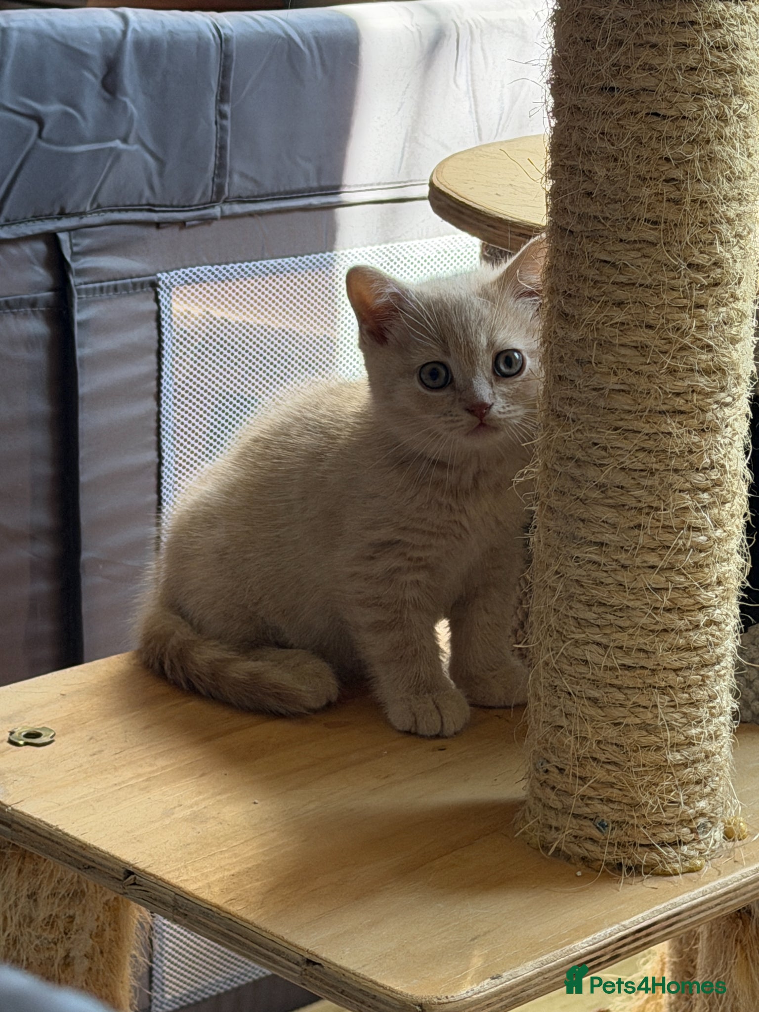 British Shorthair cats British Shorthair Kitten – Cream - Advert 7