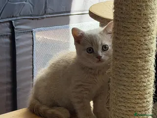 British Shorthair cats British Shorthair Kitten – Cream - Advert 1