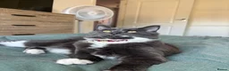 Maine Coon cats for sale: Maine coon  - Advert 1