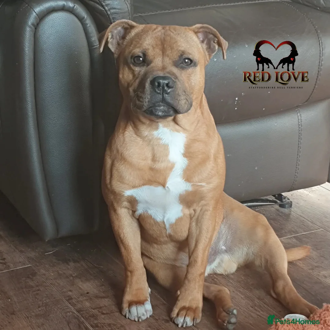 Staffordshire Bull Terrier dogs for stud: 🥨CHIEF CHAMPION SIRED. 🥨🏆  in Rochdale - Advert 16