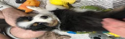 Australian Shepherd dogs for sale: Australian Shepherd puppies - Merles /Tris - Advert 9