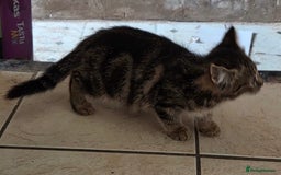 Bengal cats for sale: 3 KITTENS READY FOR NEW HOME  - Image 7