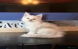Maine Coon cats for sale: Outstanding Blue Silver Shaded Maine Coon Kittens - Image 13
