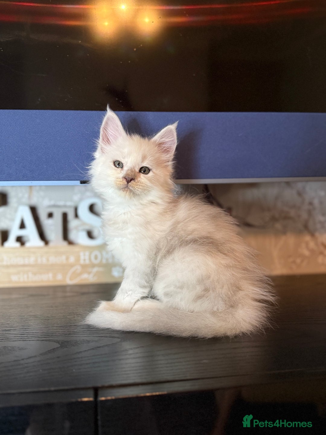 Maine Coon cats for sale: Outstanding Blue Silver Shaded Maine Coon Kittens - Image 13