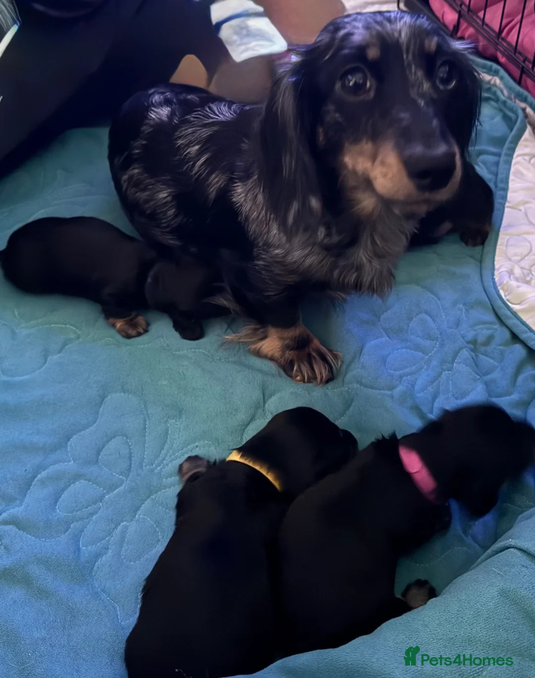 Miniature Dachshund dogs for sale: **Mini Dachshunds KC Long Haired** - Advert 36