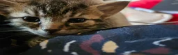 Mixed Breed cats for sale: Gorgeous tabby kittens  - Advert 5