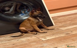 Belgian Shepherd Dog dogs for sale: Female Belgian malinois  - Image 1