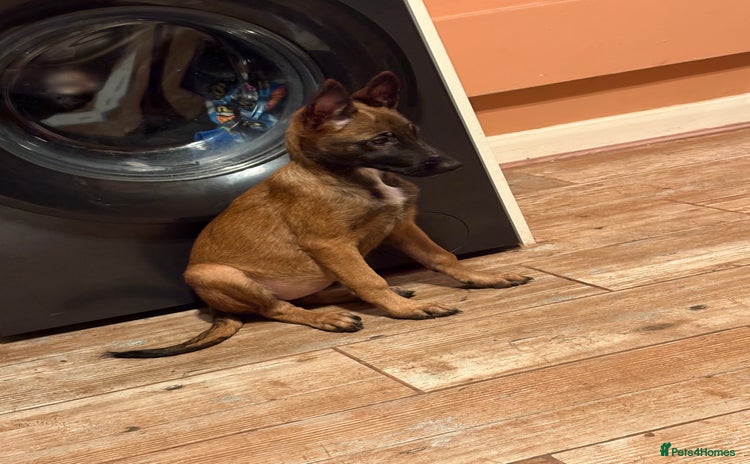 Belgian Shepherd Dog dogs - Advert 1