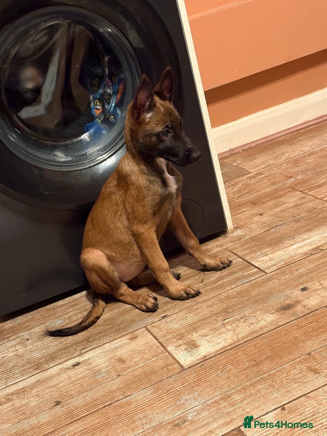 Belgian Shepherd Dog dogs for sale: Female Belgian malinois  - Image 1