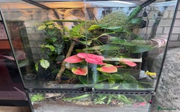 Chameleon reptiles for sale: Female Ambilobe panther chameleon and full set up - Image 4