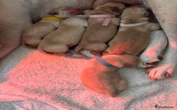 Labrador Retriever dogs for sale: Extensively health tested Labrador puppies - Image 10